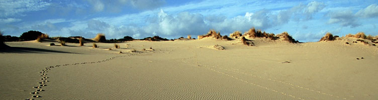Arbus, tracce di cervo sardo sulle dune di Piscinas